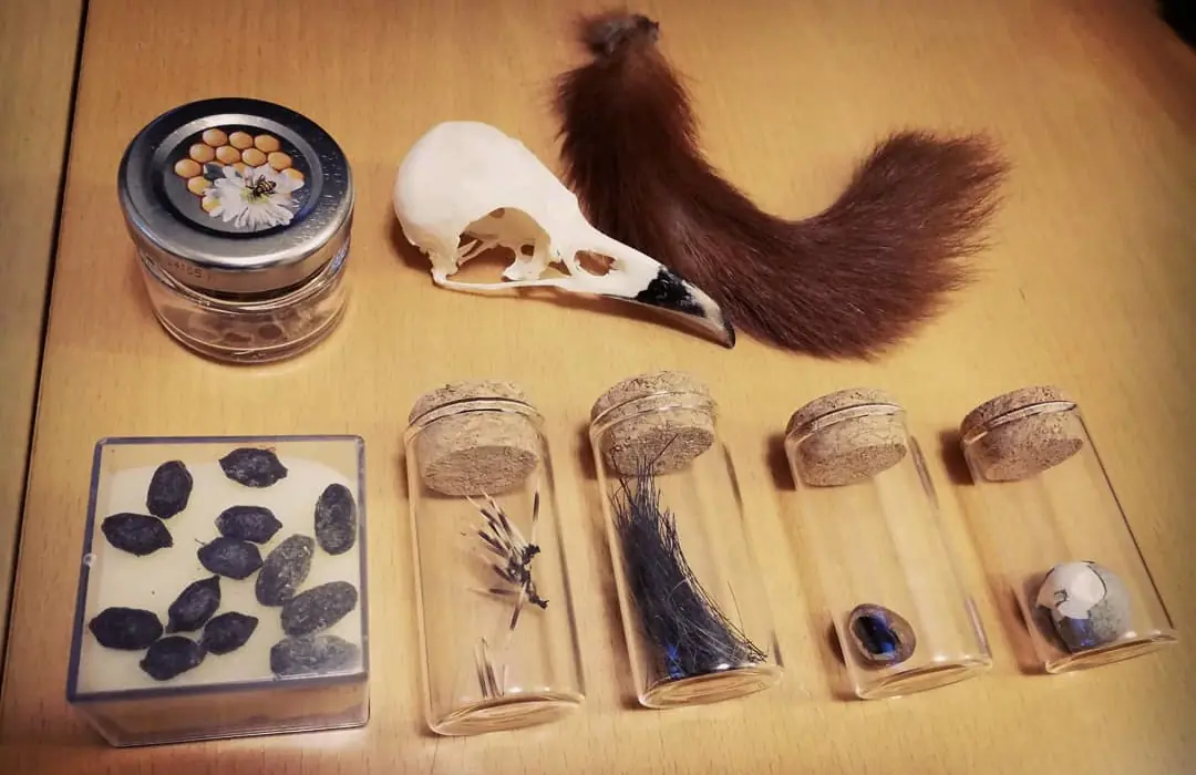 Tracce e segni di animali 