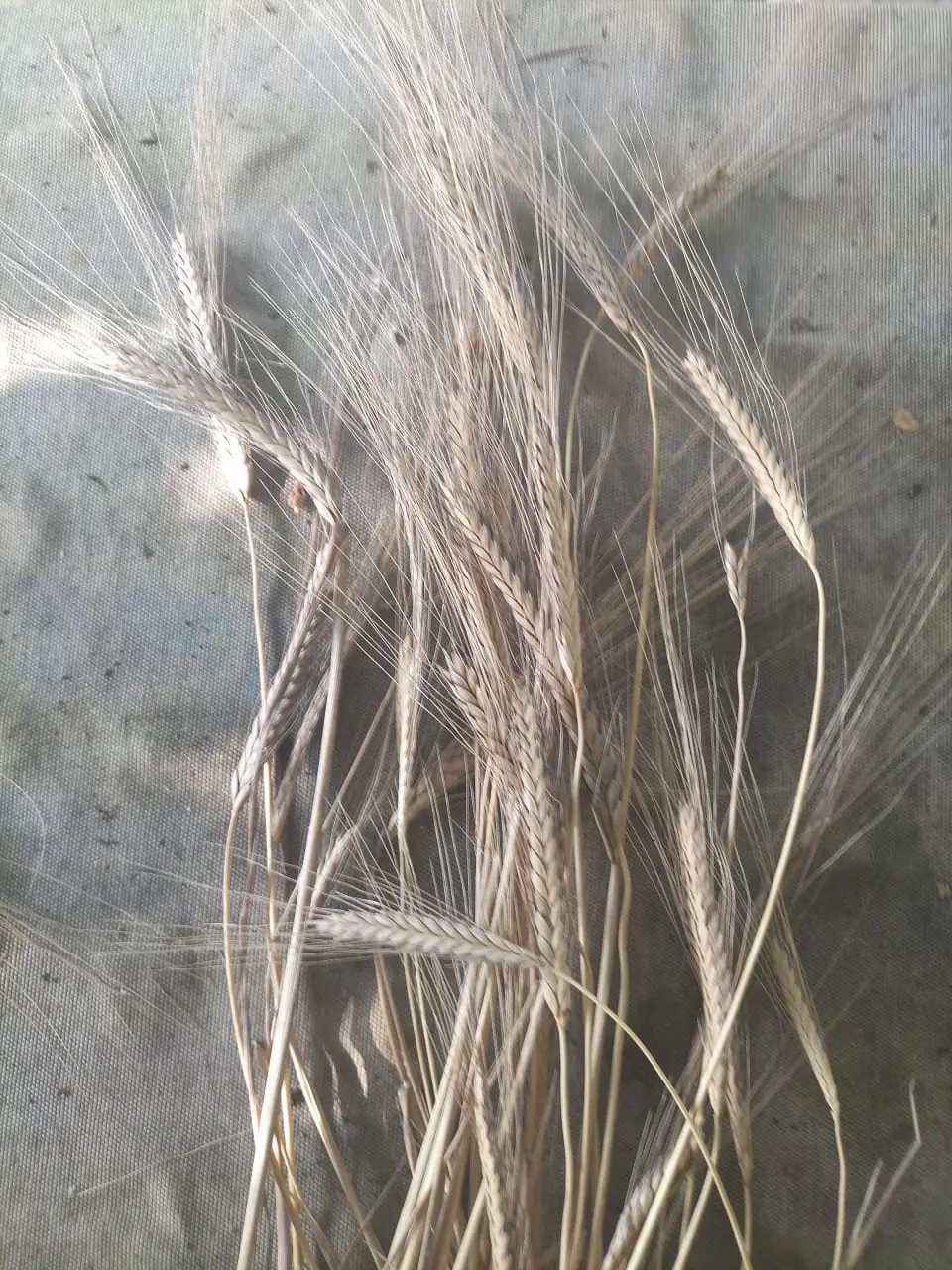 Farro monococco